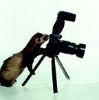 Petstar sélectionné